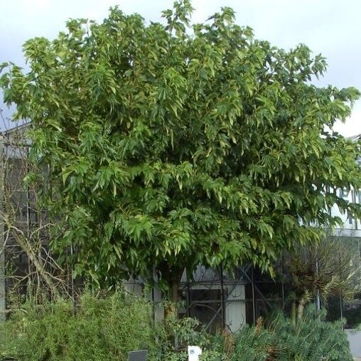 Morus alba ‘Fruitless’